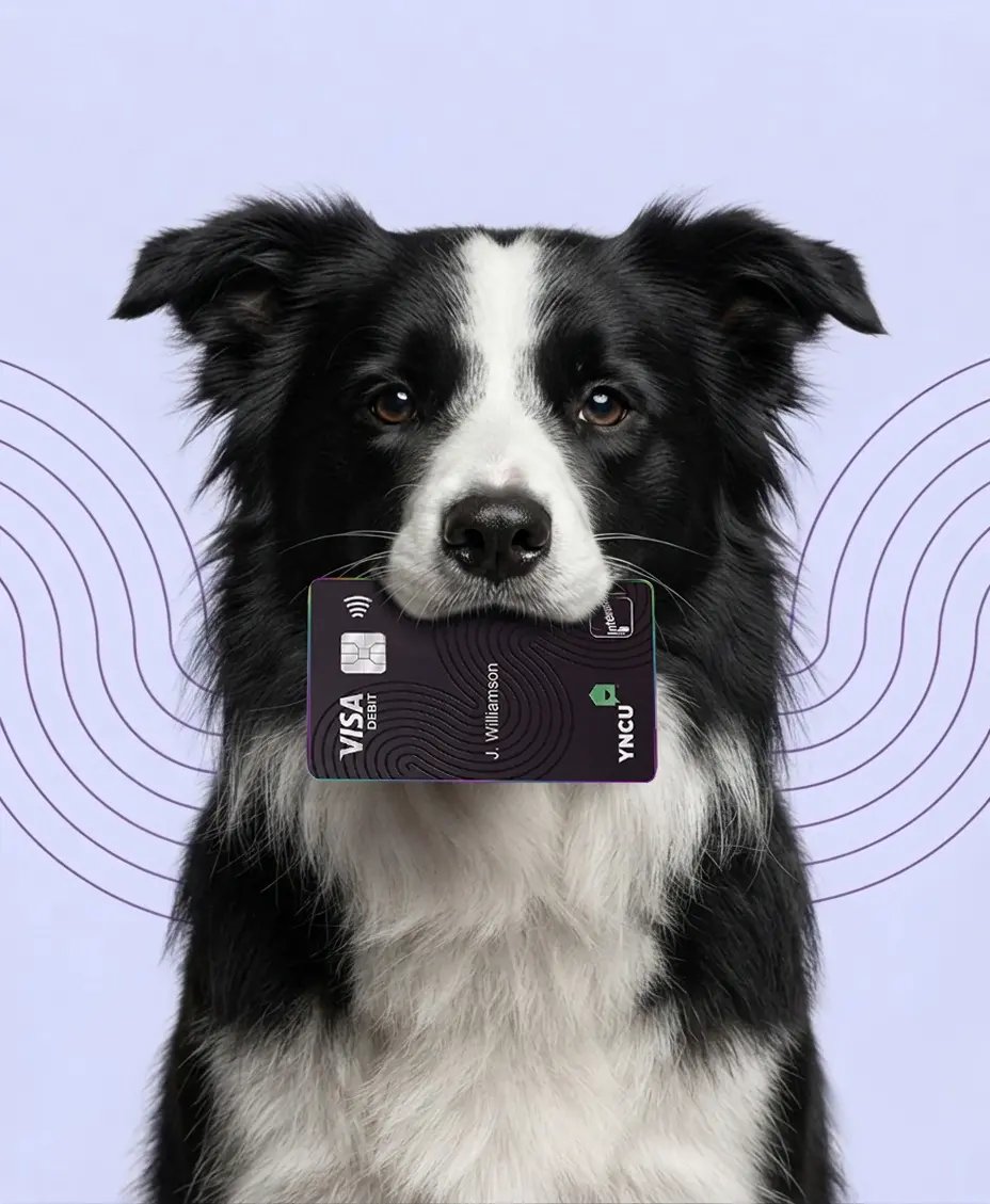 Border-collie-with-credit-card-in-mouth
