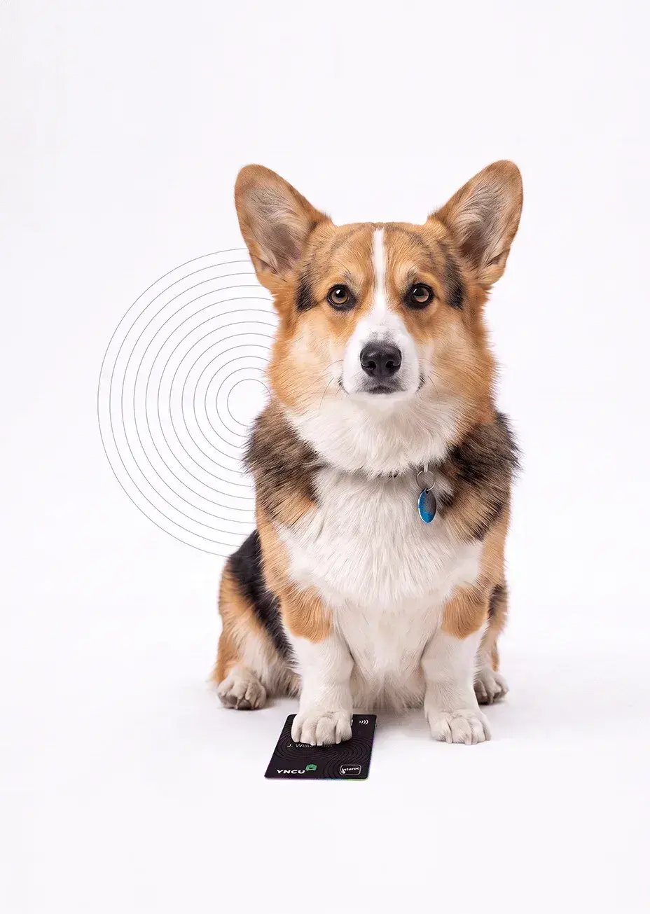 A corgi dog sitting with a black debit card under its paw against a white background.